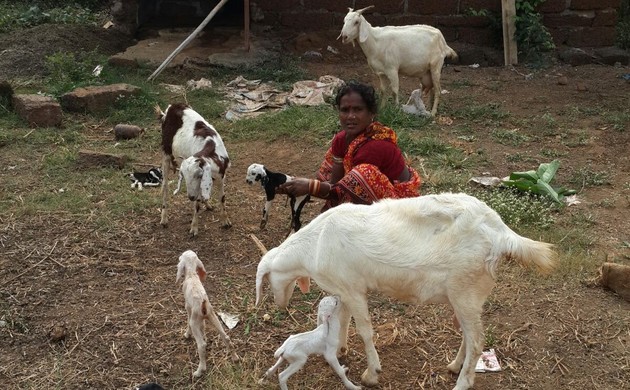 goat farming goats farm startup learn