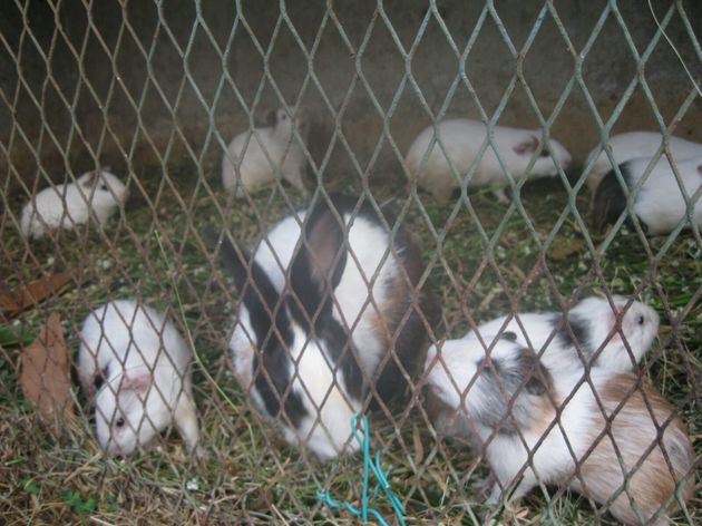 Read Why Farmers are Starting Rabbit Farm